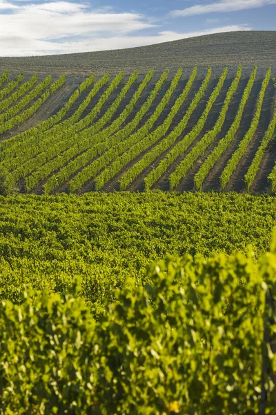 Die Berühmtesten Weinberge Der Toskana Der Nähe Der Stadt Montalcino — Stockfoto