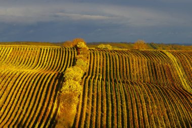 Cejkovice, Güney Moravya, Çek Cumhuriyeti yakınlarındaki sonbahar üzüm bağları