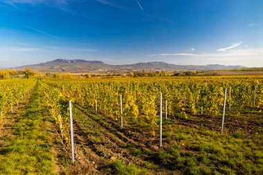 Palava bölgesinde Dolni Dunajovice yakınlarındaki üzüm bağları, Güney Moravya, Çek Cumhuriyeti