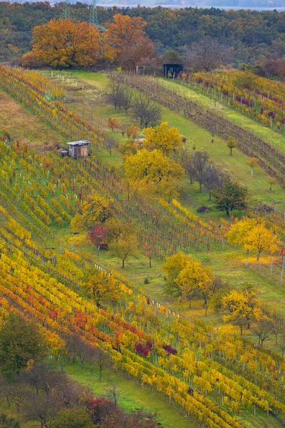 チェコ共和国南モラヴィアのムテニス近くの秋のブドウ畑 — ストック写真