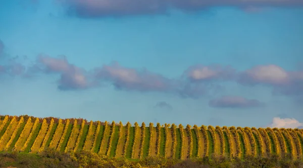 Autumn Vineyard Kravi Hora Znojmo Region Southern Bohemia Czech Republic — Stock Photo, Image