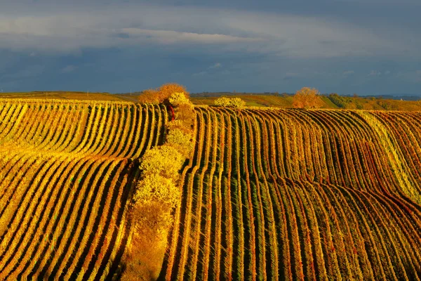 Vinha Outono Perto Cejkovice Morávia Sul República Checa — Fotografia de Stock