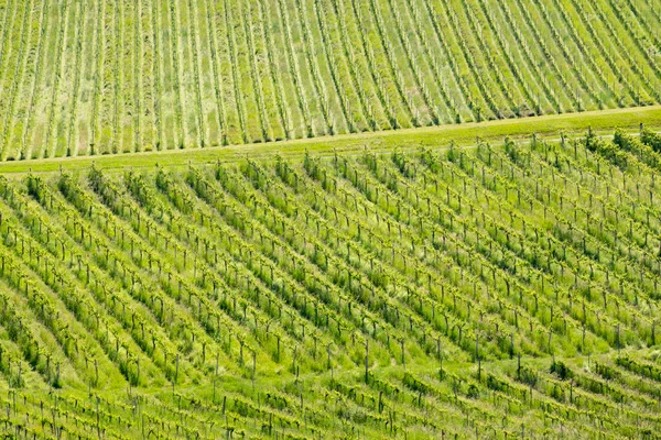 スタイリアのオーストリア スロベニア国境のブドウ畑 — ストック写真