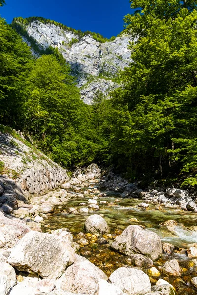 Rzeka Pobliżu Jeziora Bohinj Parku Narodowym Triglav Słowenia — Zdjęcie stockowe