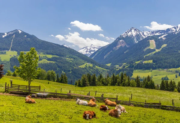 Besättning Kor Schladming Tauern Österrike — Stockfoto