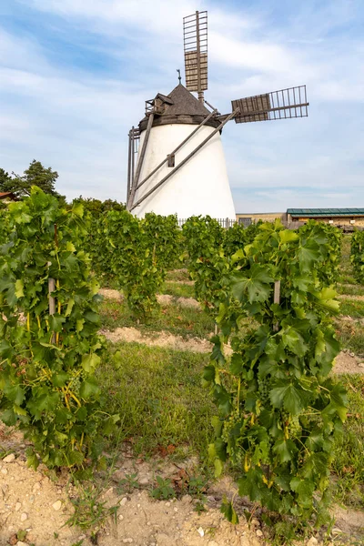Виноградник Рядом Windmill Retz Нижняя Австрия Австрия — стоковое фото