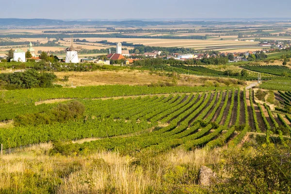 Vinodling Nära Väderkvarn Retz Niederösterreich Österrike — Stockfoto