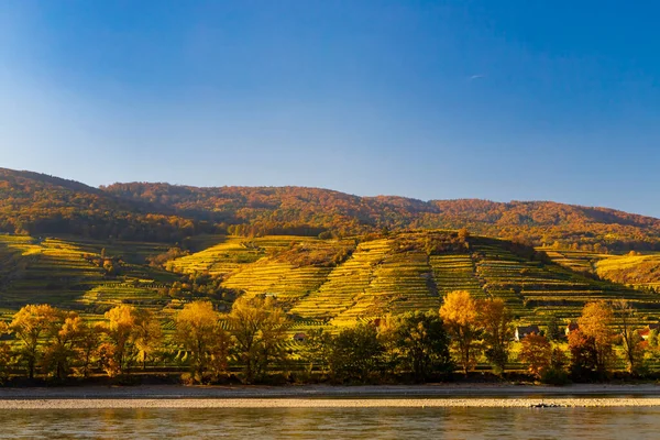 Herbstweinberg Der Wachau Österreich — Stockfoto