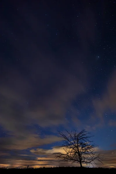 夜明け前の星空の木 — ストック写真