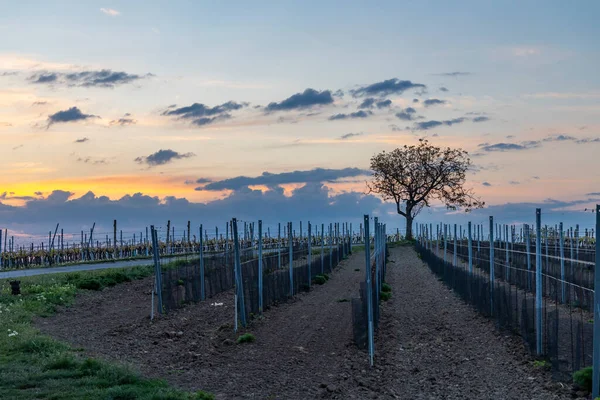 Salida Del Sol Viñedos Cerca Velke Bilovice Sur Moravia República — Foto de Stock