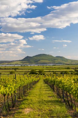 Palava 'nın altındaki bahar üzüm bağları Sonberk yakınlarında, Güney Moravya, Çek Cumhuriyeti
