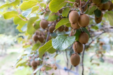 Orta İtalya, Marche 'da kivili meyve bahçesi
