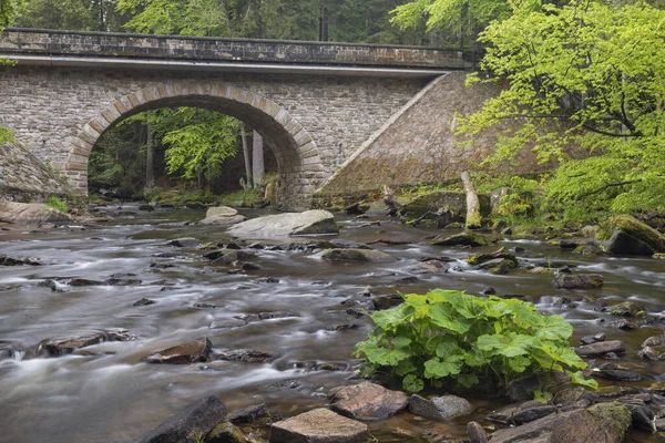 Rzeka Divoka Orlice Rezerwacie Przyrody Zemska Branka Góry Orlickie Czechy — Zdjęcie stockowe