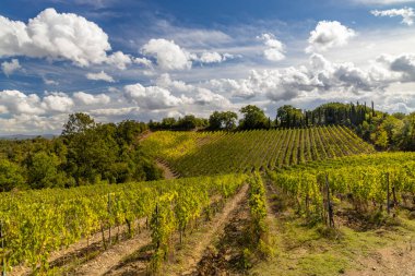 İtalya 'nın Montalcino kasabası yakınlarındaki Toskana' nın en ünlü üzüm bağları.