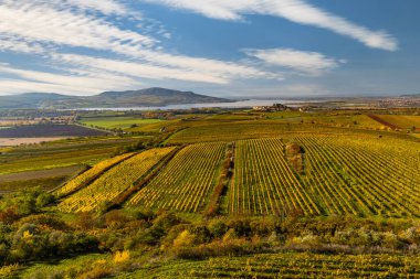 Palava altındaki üzüm bağları, Güney Moravya, Çek Cumhuriyeti