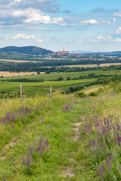 Paisaje Palava Cerca Dolni Dunajovice Moravia Del Sur República Checa — Foto de Stock