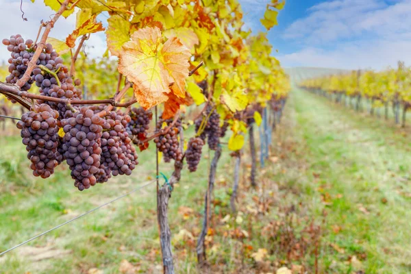 捷克共和国摩拉维亚南部秋季葡萄园的葡萄 — 图库照片