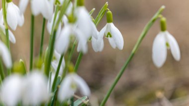 Kar Damlaları, Podyji, Güney Moravya, Çek Cumhuriyeti