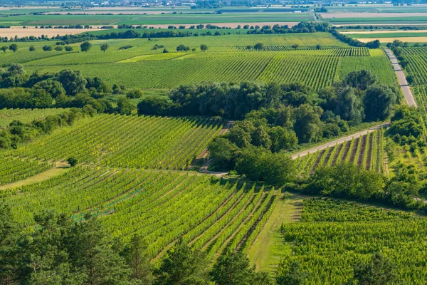 チェコ共和国南モラビア州ヴェルケ ビロヴィツェ近郊のブドウ畑 — ストック写真