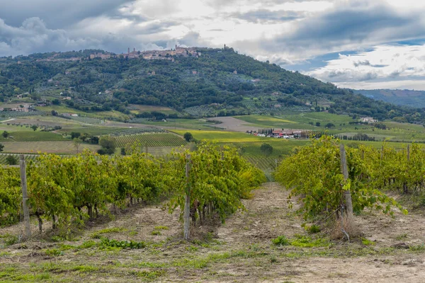 Typische Toskanische Landschaft Mit Weinbergen Der Nähe Von Montalcino Toskana — Stockfoto