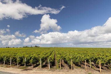 Saint-Estephe, Bordeaux, Aquitaine, Fransa yakınlarındaki tipik üzüm bağları