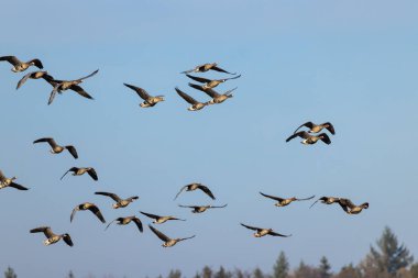 Büyük Kaz, (Anser anser), Güney Bohemya, Çek Cumhuriyeti