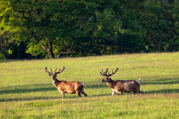 Deer Grazing Early Morning Ceske Stredohori Northern Bohemia Czech Republic — Stock Photo, Image