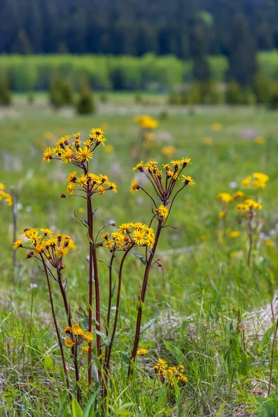 Typical Spring Landscape Stozec Nation Park Sumava Czech Republic — Foto Stock