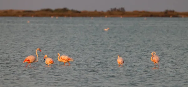 Flamingo Parc Naturel Regional Camargue Provence France — Stock Photo, Image