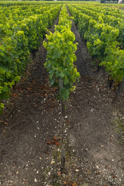 Viñedos Típicos Cerca Saint Julien Beychevelle Burdeos Aquitania Francia — Foto de Stock