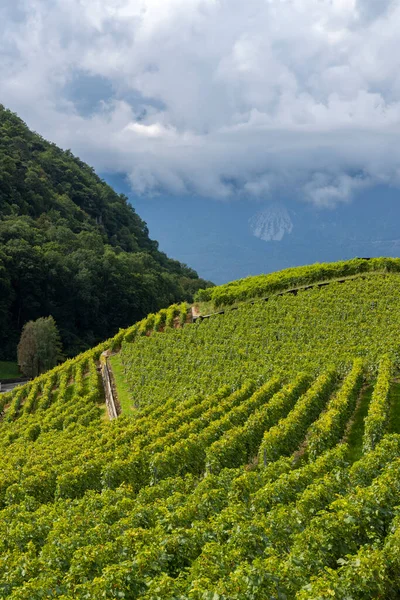 Vigneti Vicino Aigle Nel Cantone Vaud Svizzera — Foto Stock