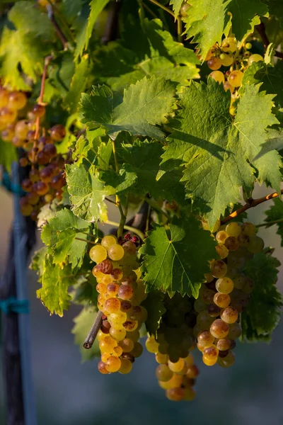 Uvas Moscatel Amarelo Perto Hercegkut Região Tokaj Hungria — Fotografia de Stock