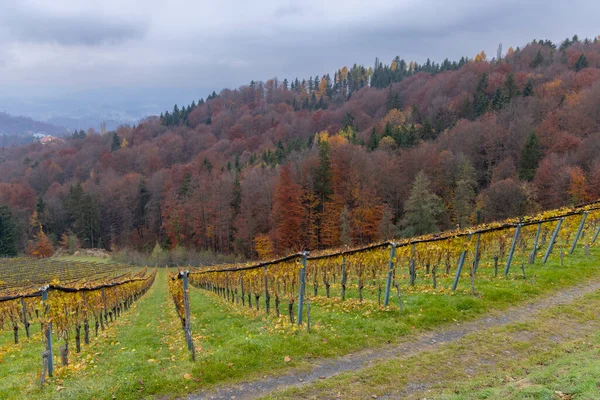 Les Hauts Vignobles Autriche Près Village Kitzeck Sausal Styrie Autriche — Photo