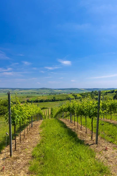 Winnice Pobliżu Mailberg Dolna Austria Austria — Zdjęcie stockowe