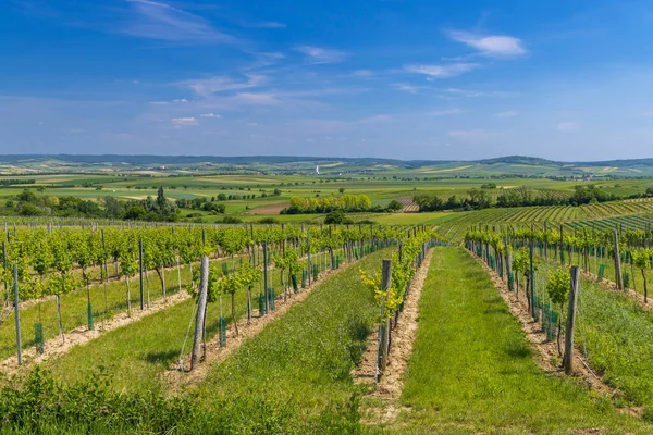 Vignobles Près Mailberg Basse Autriche Autriche — Photo