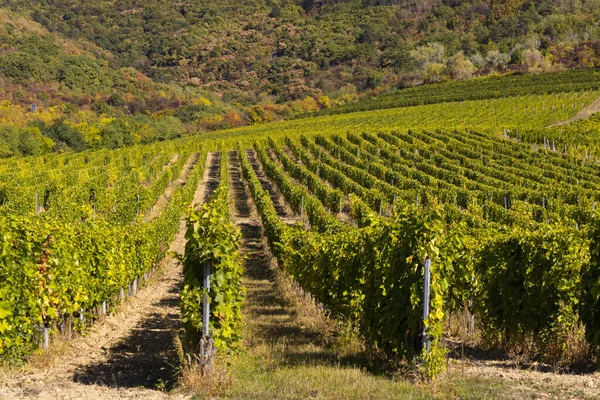 Autumn Vineyard Tokaj Region Great Plain North Hungary — Stock Photo, Image