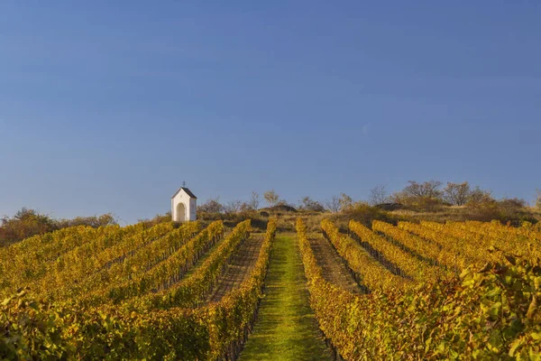 Vineyard Calvary Hnanice Znojmo Region Southern Moravia Czech Republic — Stock Photo, Image