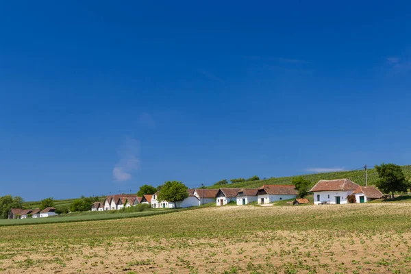 Traditionella Vinkällare Gatan Diepolz Nära Mailberg Niederösterreich Österrike — Stockfoto