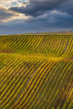 Cejkovice, Güney Moravya, Çek Cumhuriyeti yakınlarındaki sonbahar üzüm bağları