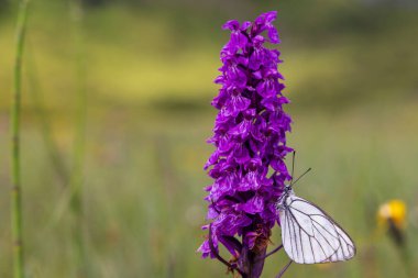 Siyah damarlı beyaz kelebek, Aporia crataegi ve Heath Benekli Orkide veya Moorland Benekli Orkidesi (Dactylorhiza maculata)