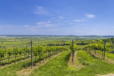 Mailberg yakınlarındaki üzüm bağları, Aşağı Avusturya, Avusturya