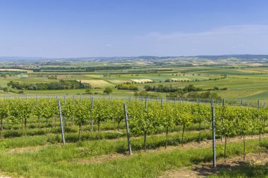 Mailberg yakınlarındaki üzüm bağları, Aşağı Avusturya, Avusturya