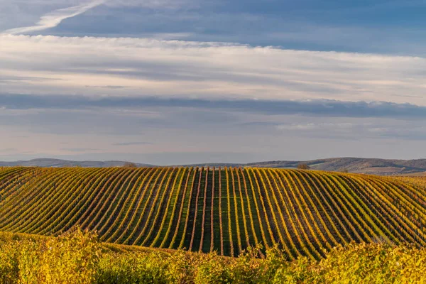 Viña Otoño Cerca Velke Bilovice Moravia Del Sur República Checa — Foto de Stock