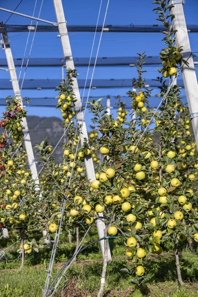 意大利南蒂罗尔艾卡的苹果园 — 图库照片