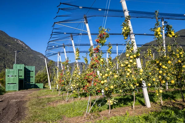 Яблочный Сад Aica Южный Тироль Италия — стоковое фото