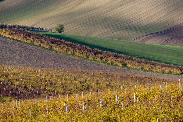 Høstvingård Nær Velke Bilovice Sør Moravia Tsjekkia – stockfoto