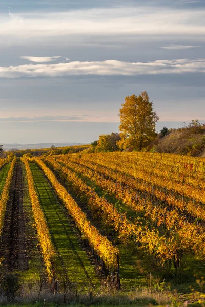 Vignoble Automne Près Velke Bilovice Moravie Sud République Tchèque — Photo