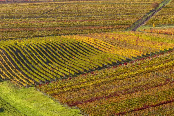 Automne Dans Les Vignobles Moraves Près Velke Bilovice Moravie Sud — Photo