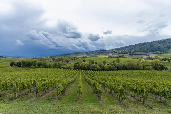 Paysage Toscan Typique Avec Vignoble Près Montalcino Toscane Italie — Photo
