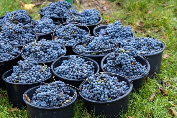 Cosechadas Terribles Variedades Cabernet Moravia Viñedo Otoño Sur Moravia República — Foto de Stock